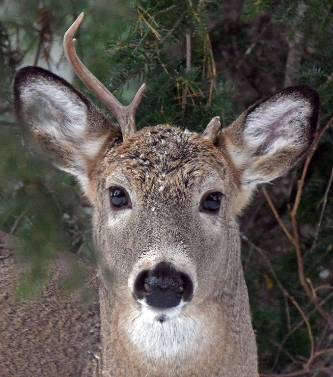 Deer with broken antler