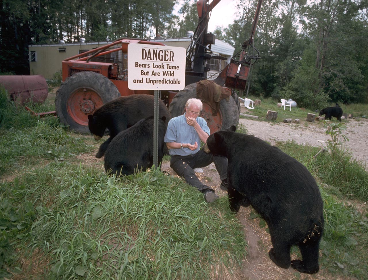 Wild Bears