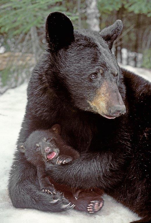 Gerry with cub