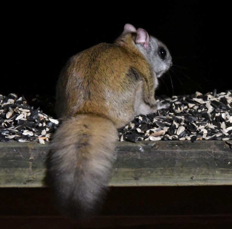 Flying squirrel