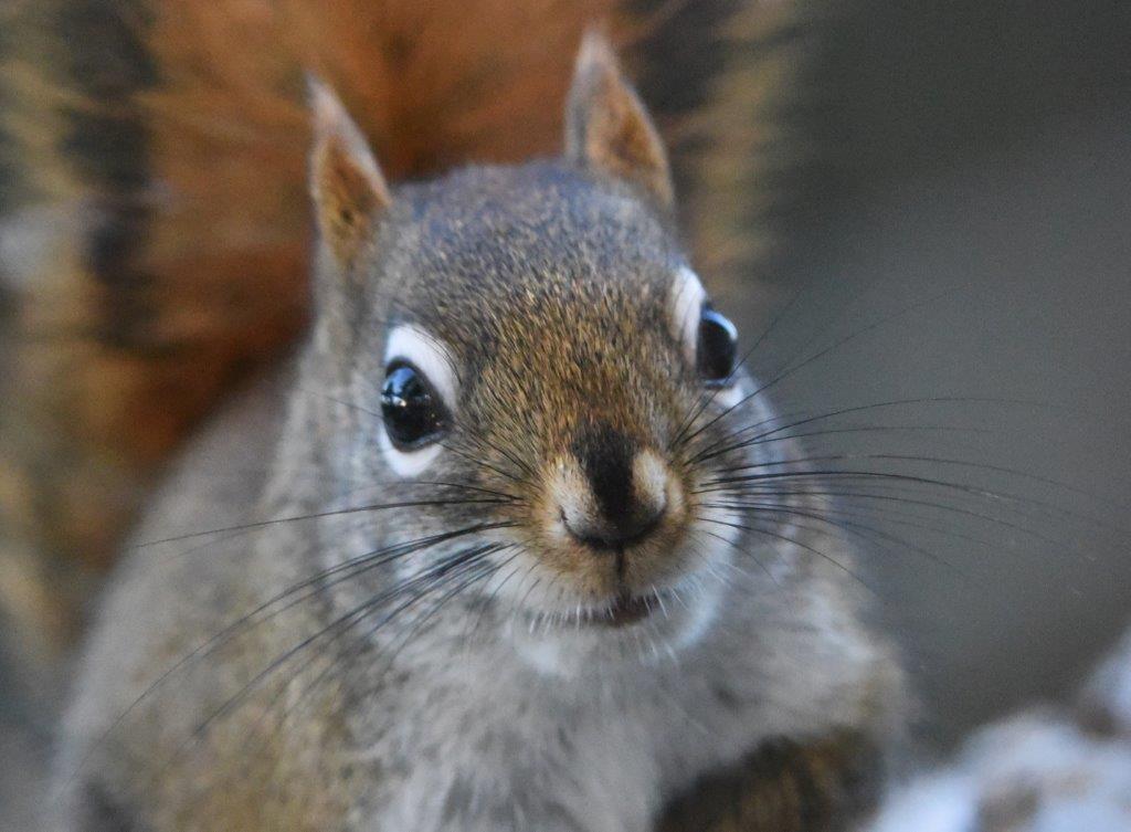 Red squirrel