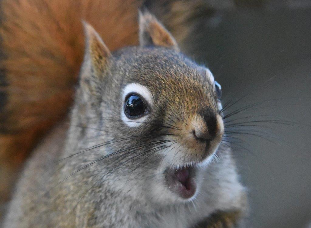 Red squirrel