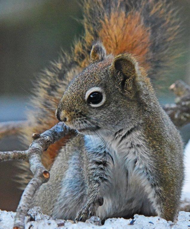 Red squirrel