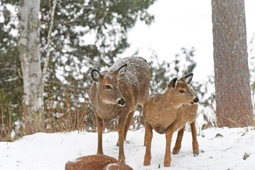Doe and Fawn