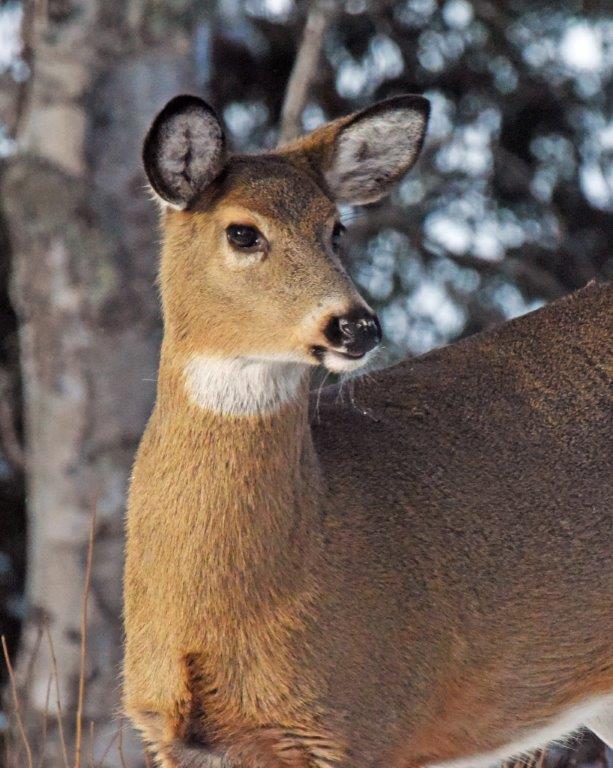 Deer on alert