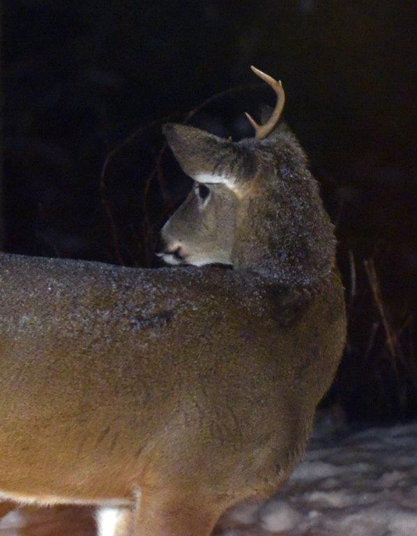 Deer with one antler