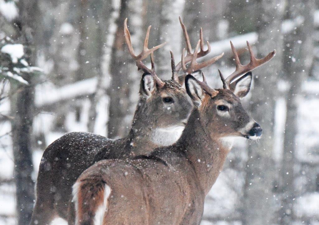Deer buddies