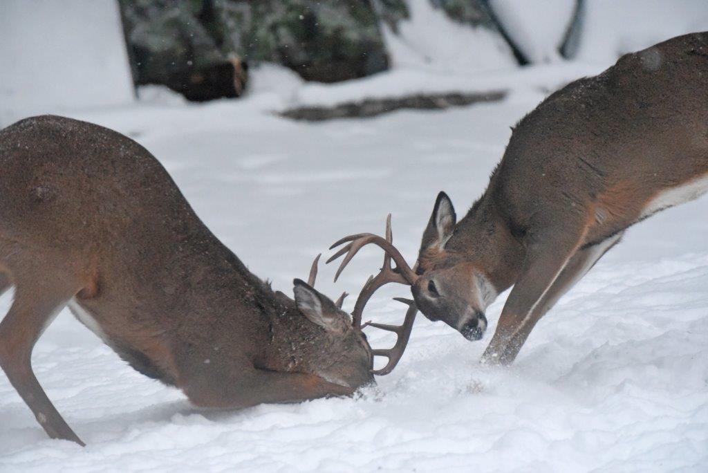 Deer spurring