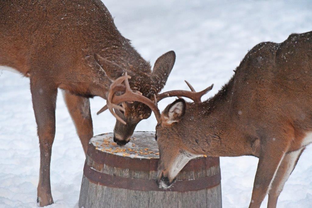 Deer spurring