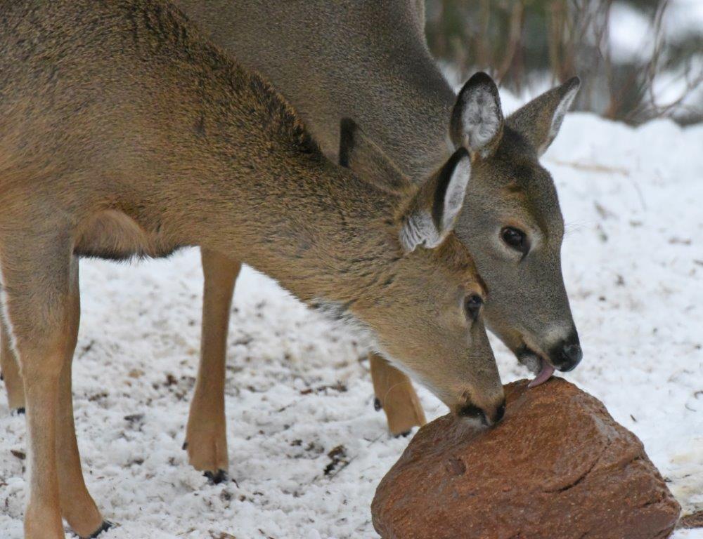 Deer sharing date mash