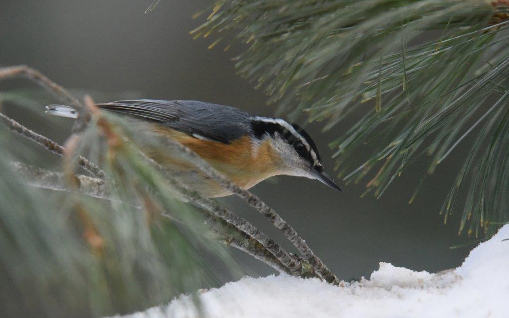 Red-breasted nuthatch