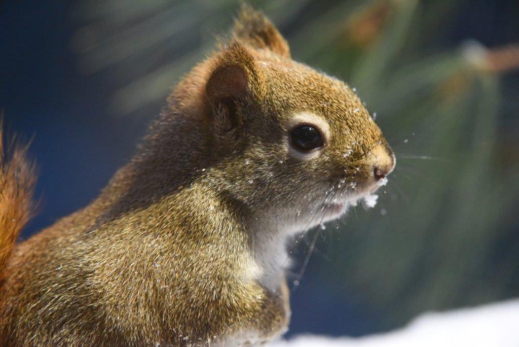 Red squirrel