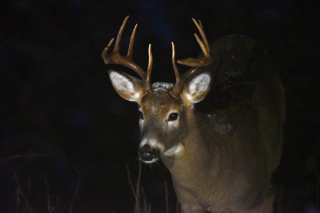 Big buck