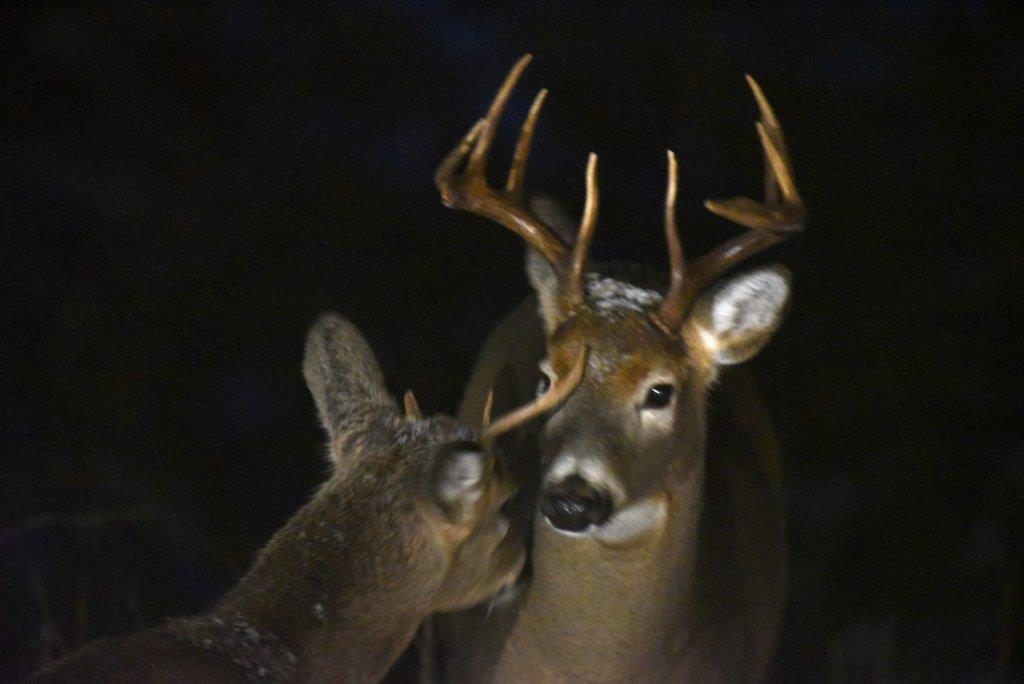 Big buck and buck with broken antler being friendly