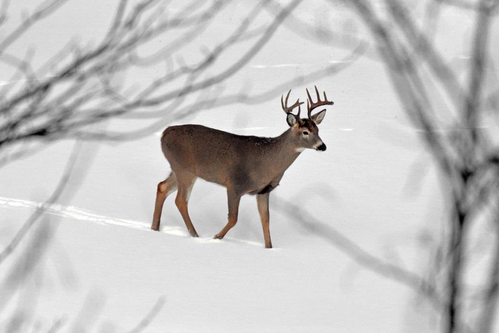 10-pt buck