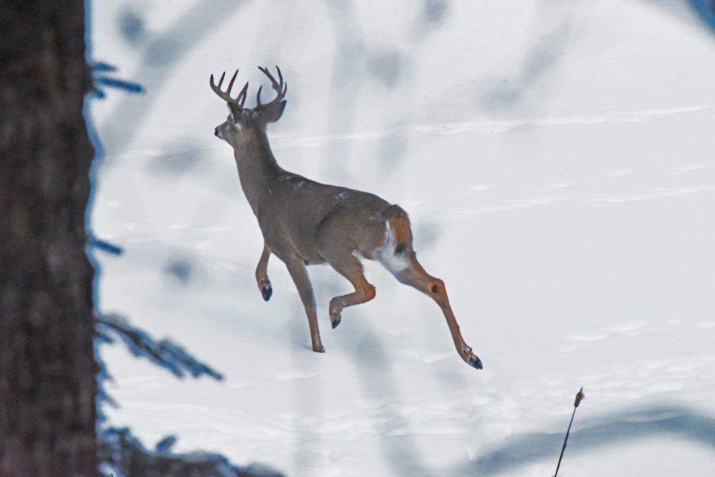 10-pt buck running