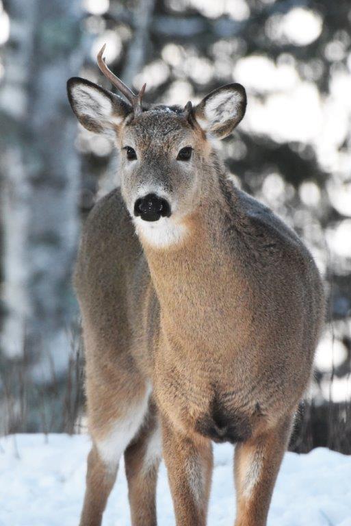 Broken Antler