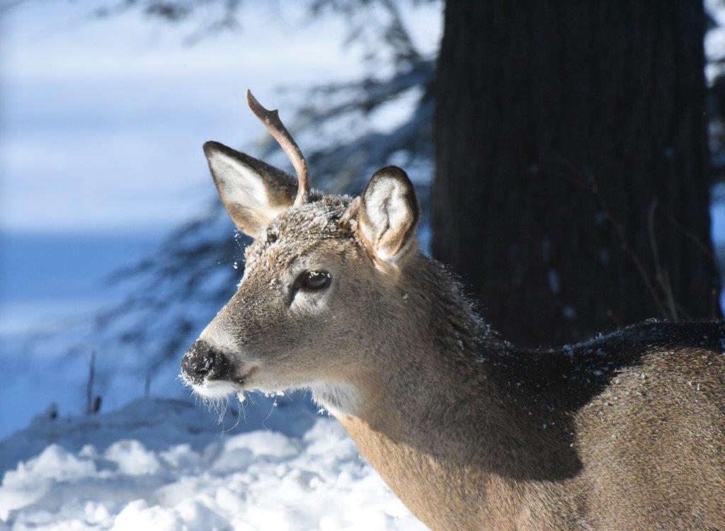 Broken Antler