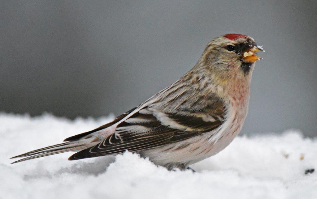 Hoary Redpoll
