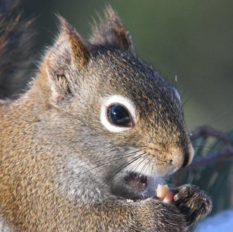 Red squirrel