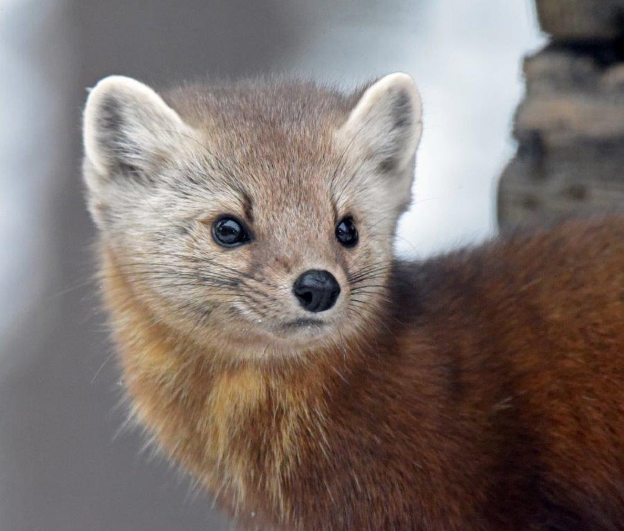 Pine Marten