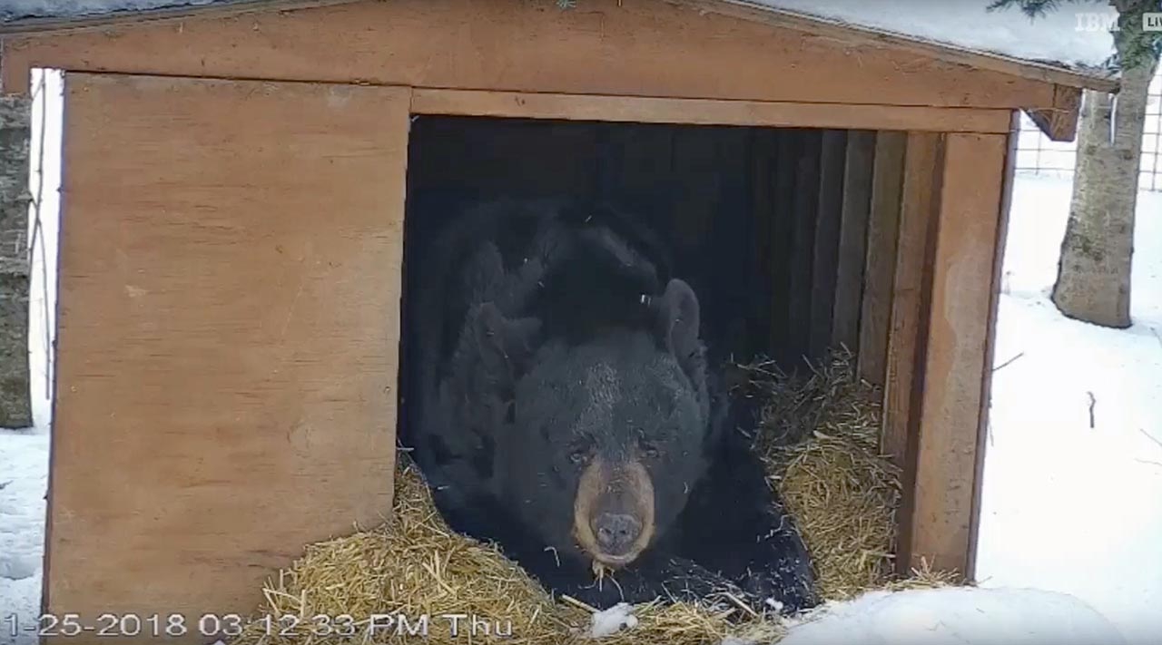 Ted in his den