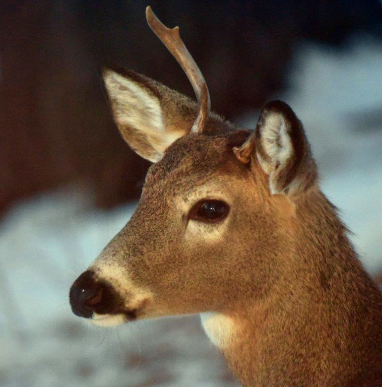 Broken Antler