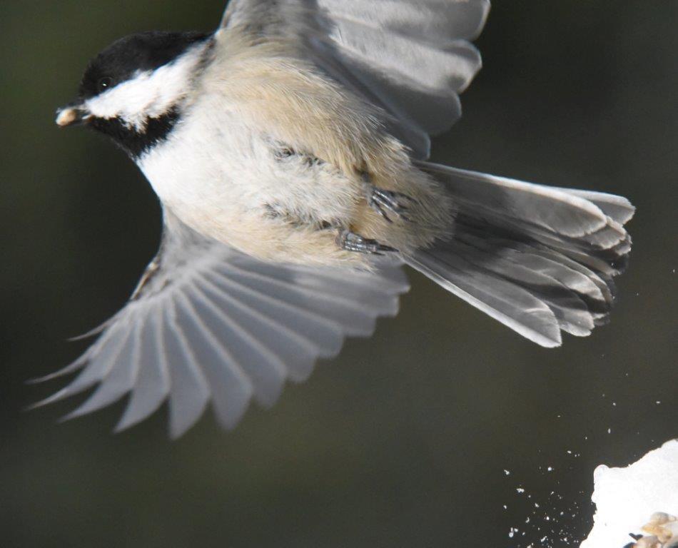 Chickadee