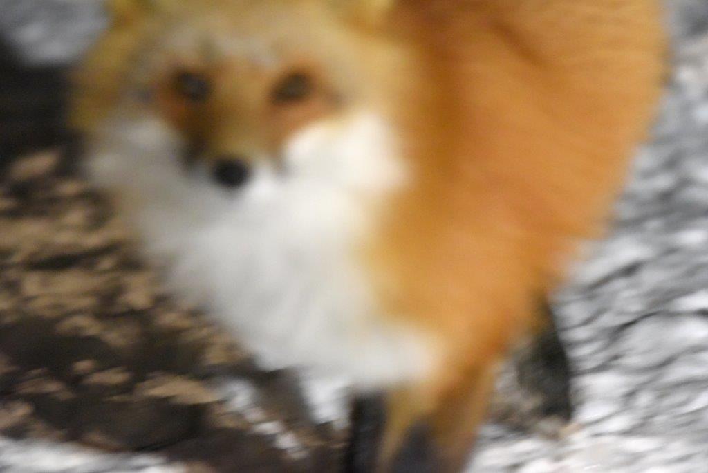 Red Fox