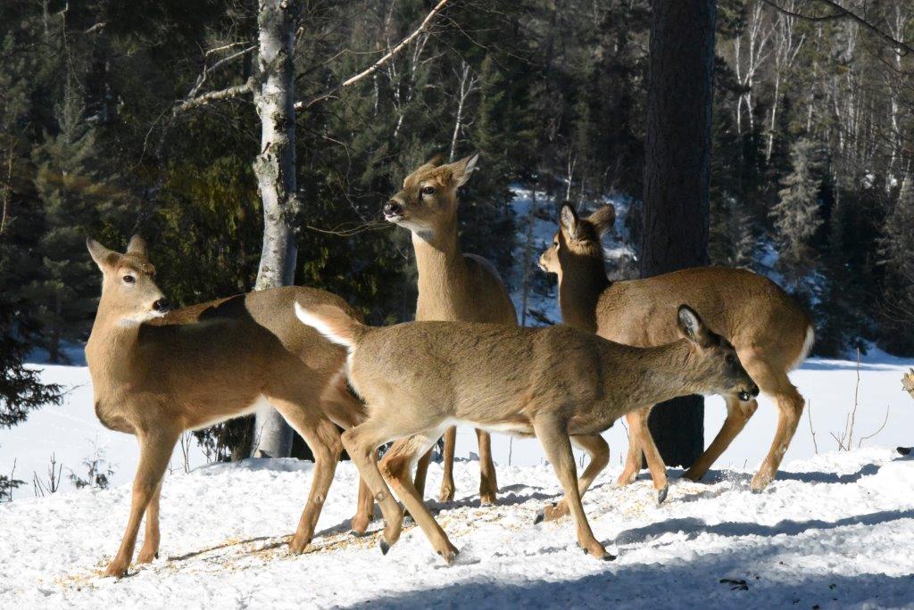 Deer at the WRI