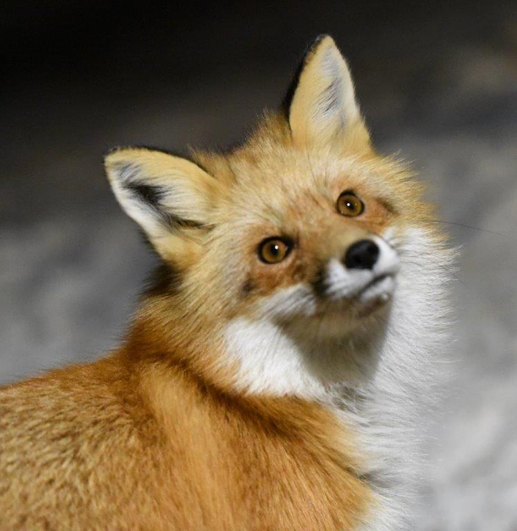 Red fox - by Peggy Stubbs