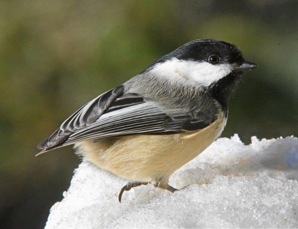 Chickadee with no tail