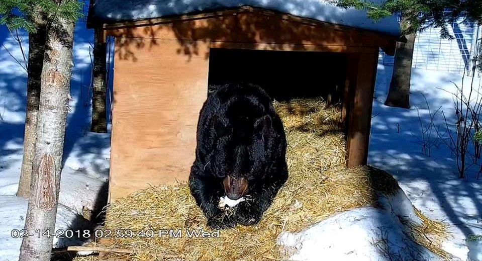 Ted eating snow