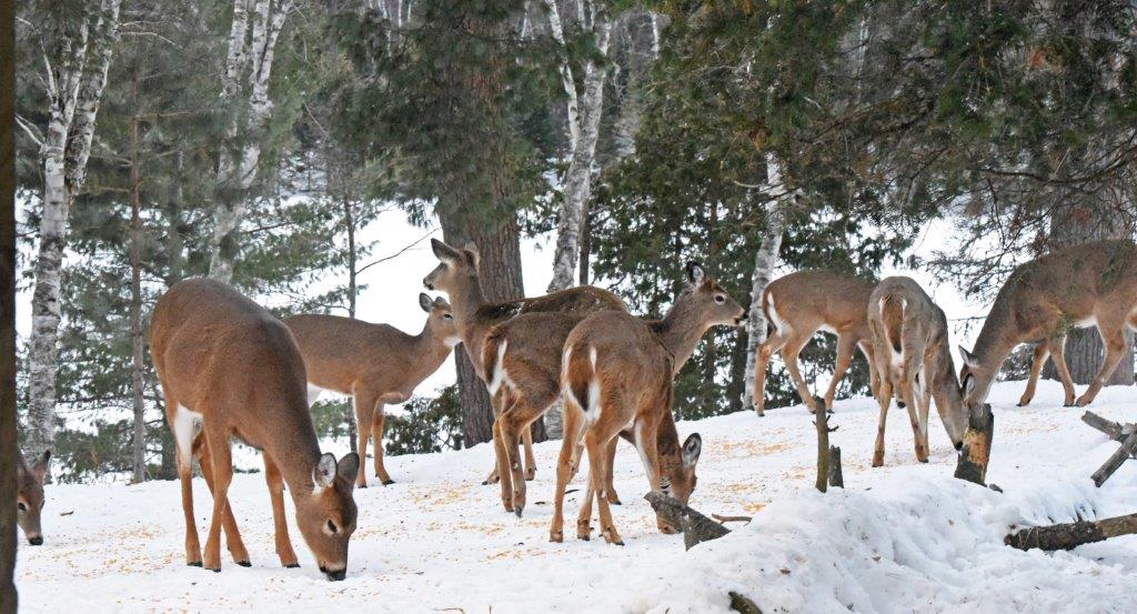 Deer at the WRI