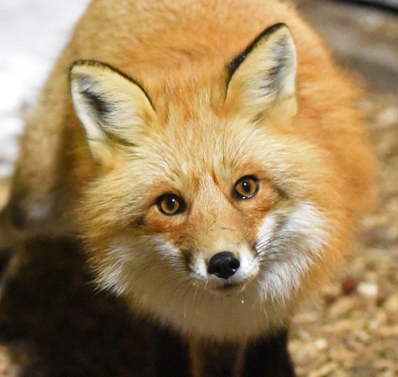 Red Fox by Peggy Stubbs