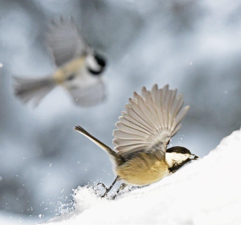 Chickadees landing