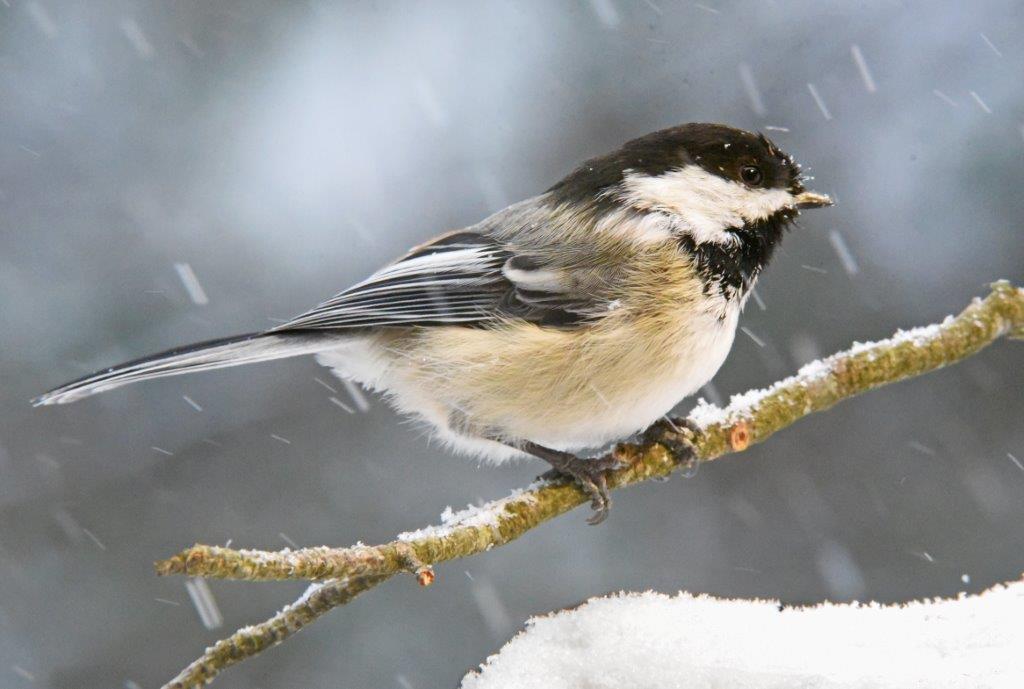 Chickadee in snow
