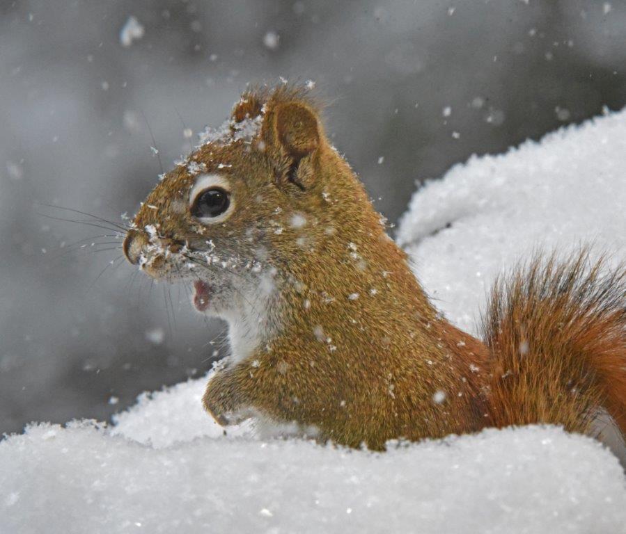 Red squirrel in snow