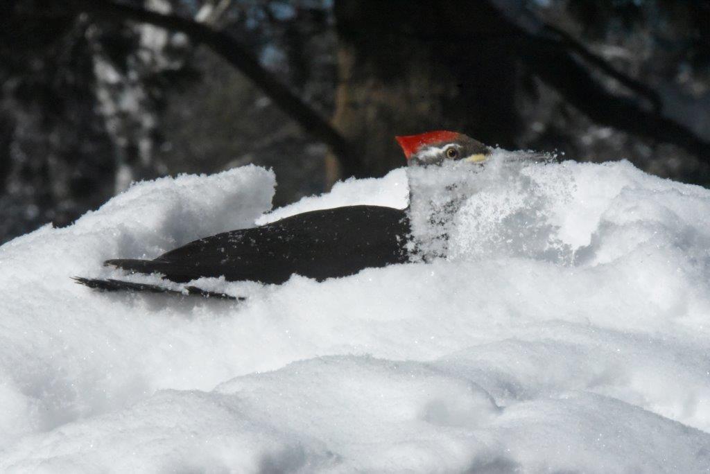 Pileated sweeping