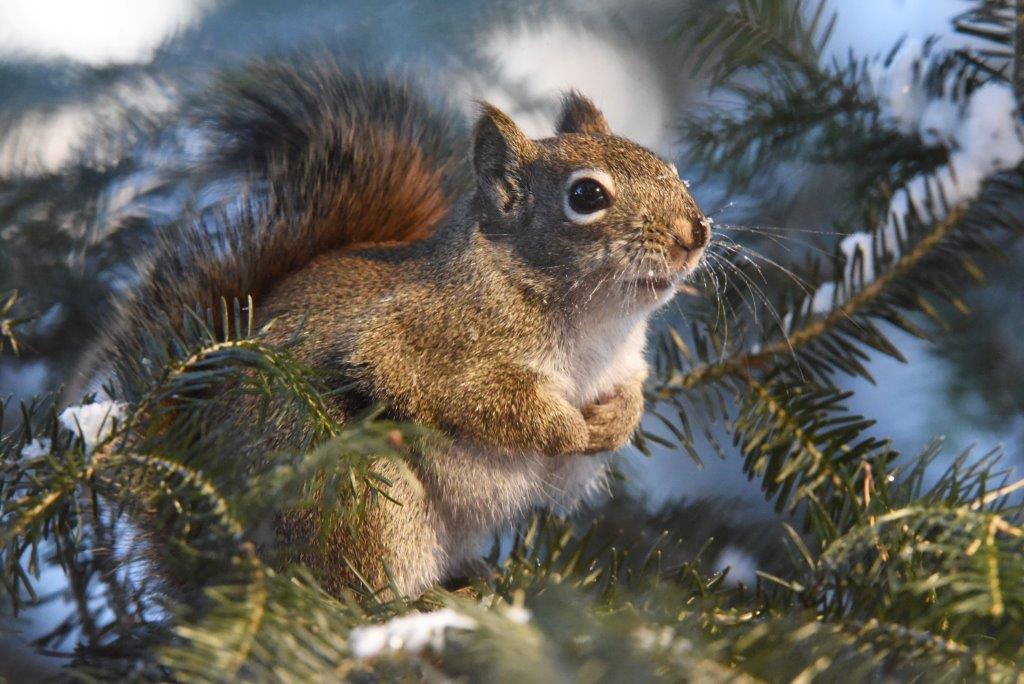 Red Squirrel