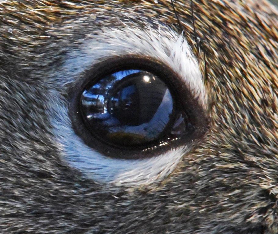 Red Squirrel with blue eye
