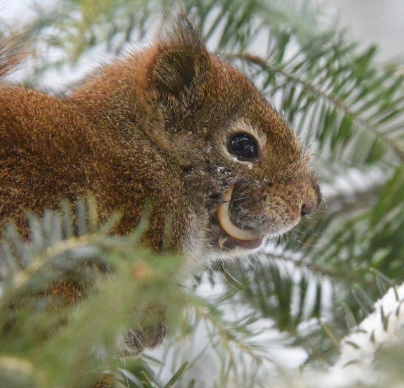 Red Squirrel with long tooth
