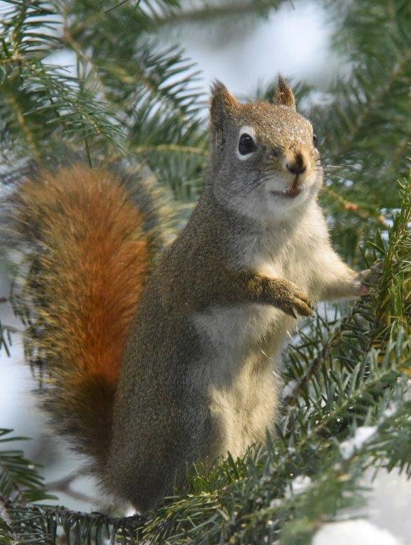 Red Squirrel