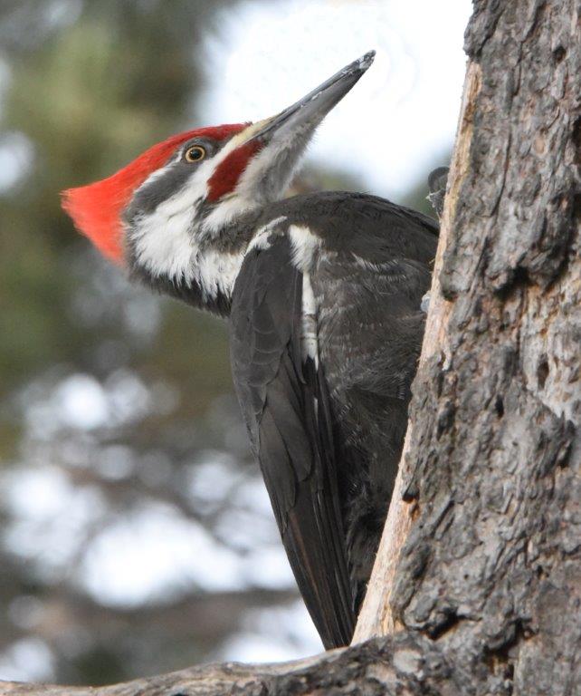 Pileated Woodpecker