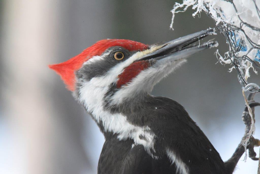 Pileated Woodpecker