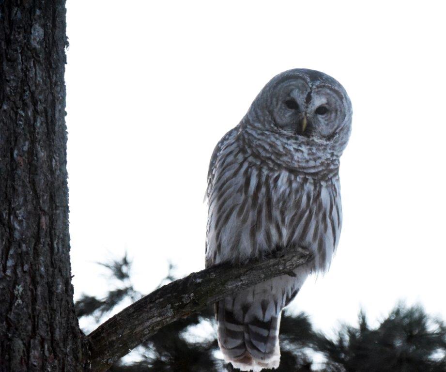 Barred Owl 3/18