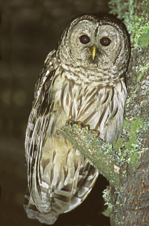 Barred Owl from 2002