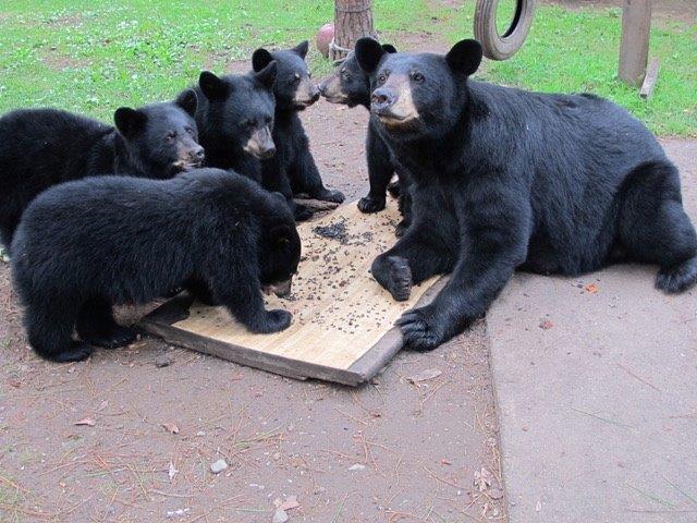 Annie and her 5 cubs 9/5/17