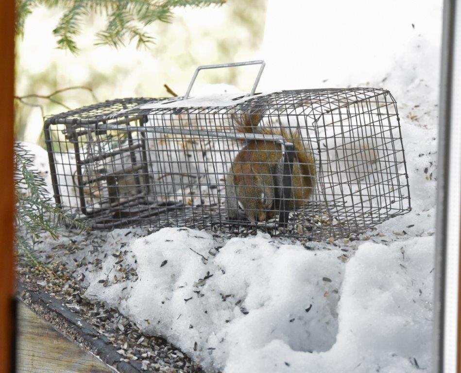 Trapped red squirrel - pre-release