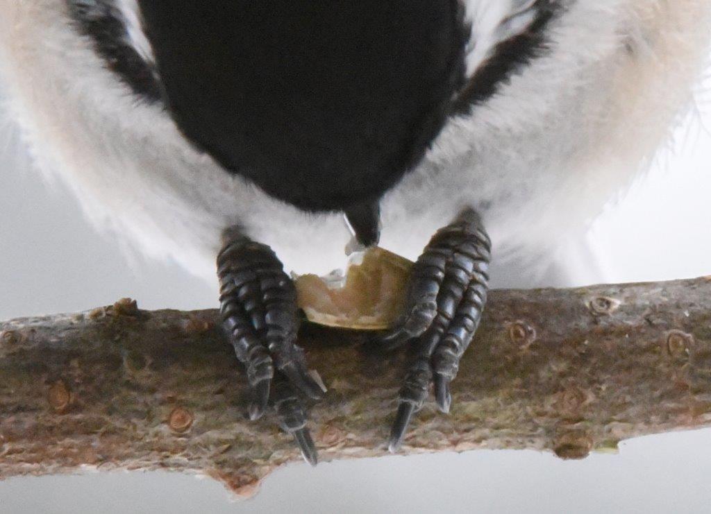 Chickadee eating seed